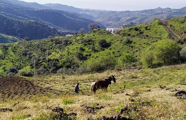Axarquia VIP Wine Tour with Gourmet Winery Lunch Experience