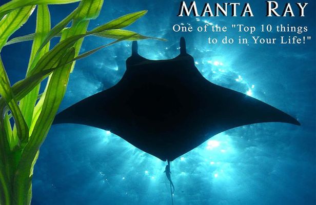 Small-Group Manta Ray Night Snorkel from Kona