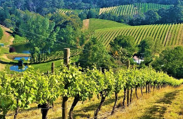 Adelaide Hills Private Day Tour