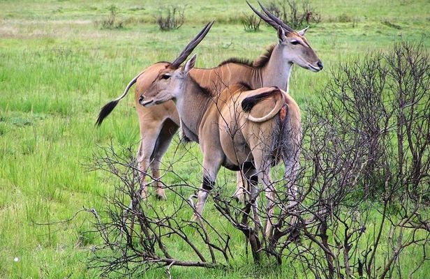 Day Trip to Selous National Park from Zanzibar or Dar es salaam