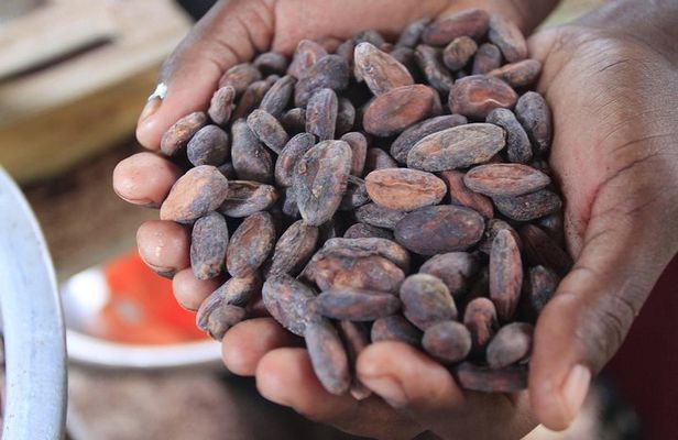 Mayan Chocolate Making & Waterfall Swimming From Placencia
