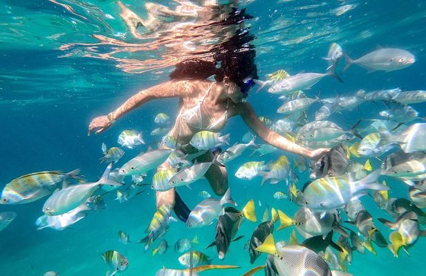 Snorkeling at Pelicans Rock