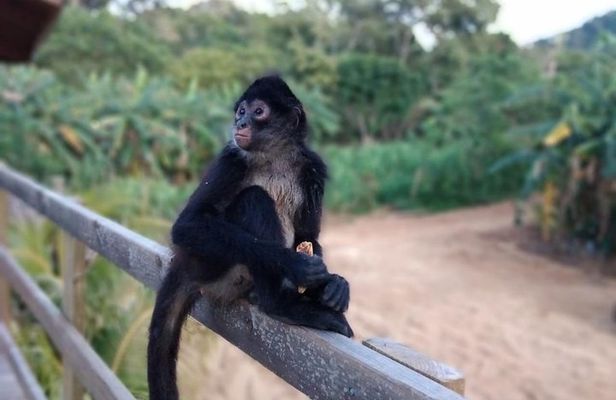 Half Day Roatan Sightseeing and Jungle Island Tour
