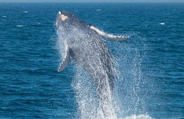High Speed Zodiac Whale Watching Safari
