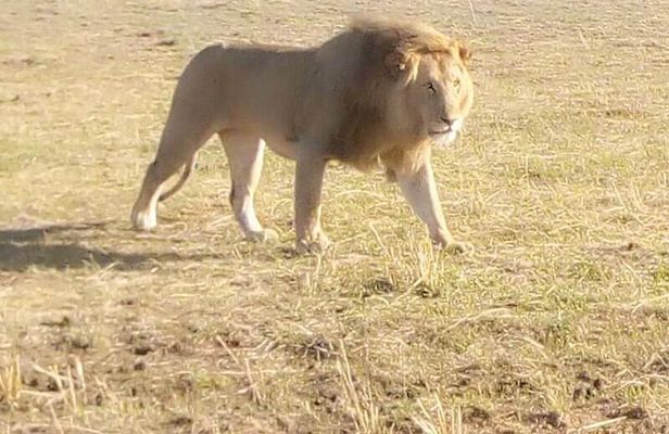 Chobe Full Day Safari