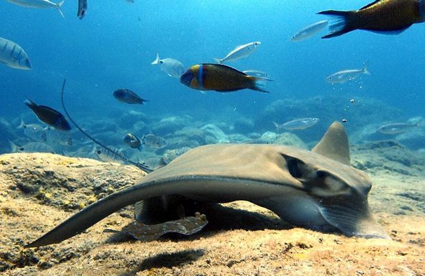 Discover Scuba Diving - Try it for the first time!