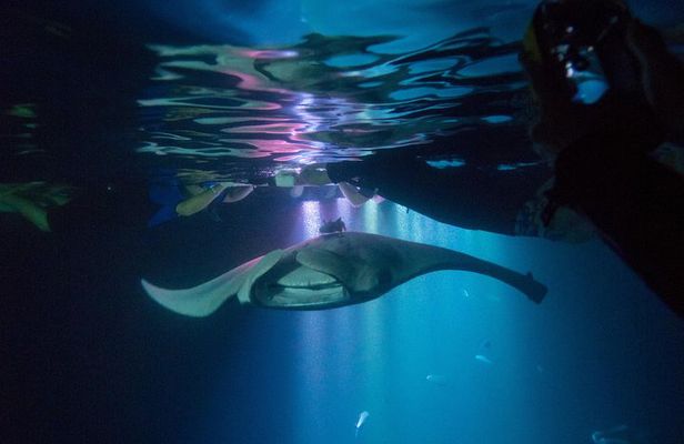 Manta Ray Night Snorkel Tour from Kona