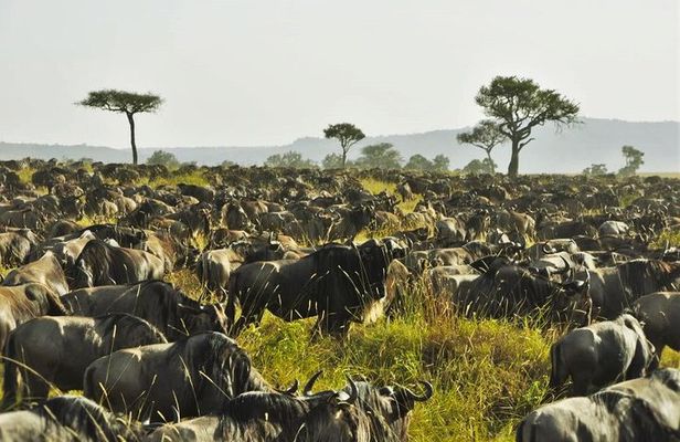 3 Days Maasai Mara safari