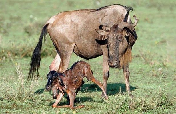 Experience A Taste of Local Life in Luxury Safari