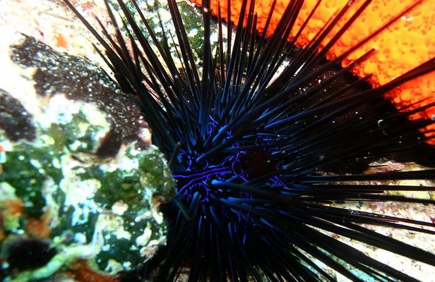 Lets Go Diving with pickup from hotel