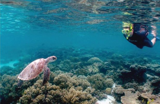4.5 Hour Snorkeling, Diving With Private Beach Access & Lunch