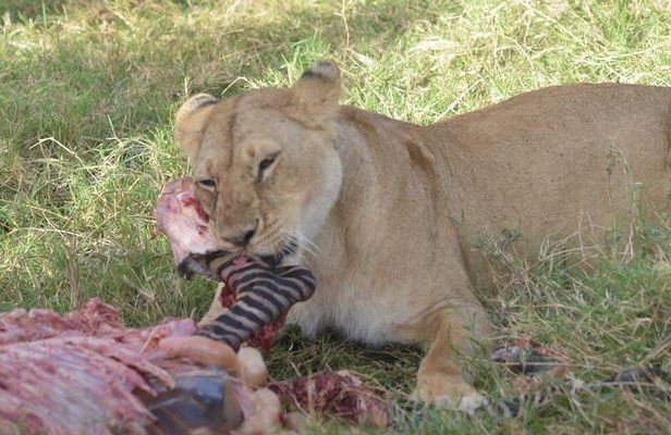 6 Days in Masai Mara- Lake Nakuru- Amboseli 