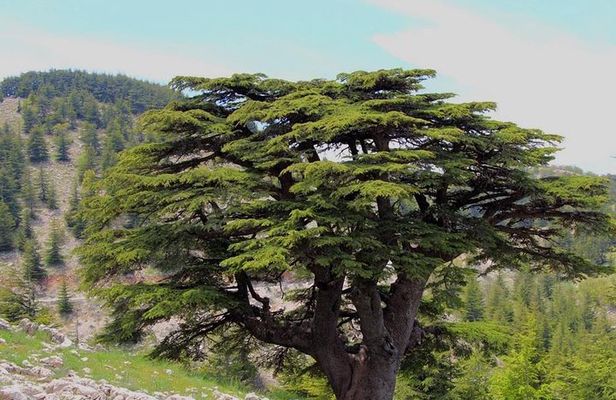 Guided small group to Cedars Reserve & Beiteddine w/lunch+entries