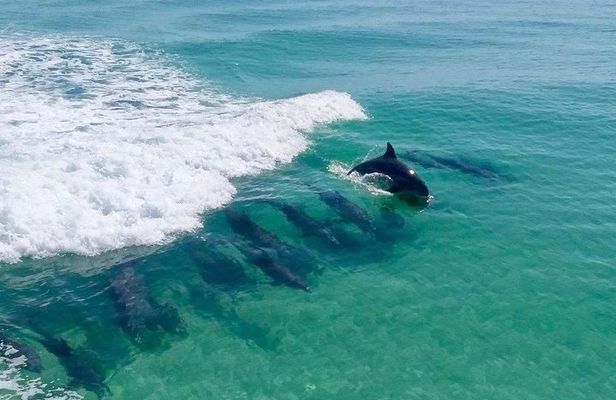 Flippers Adventures Dolphin Cruise