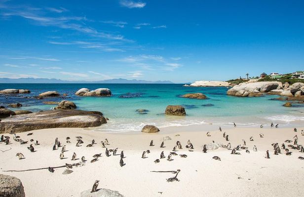 The Road Trip (Cape Point & Penguins) - Private Tour