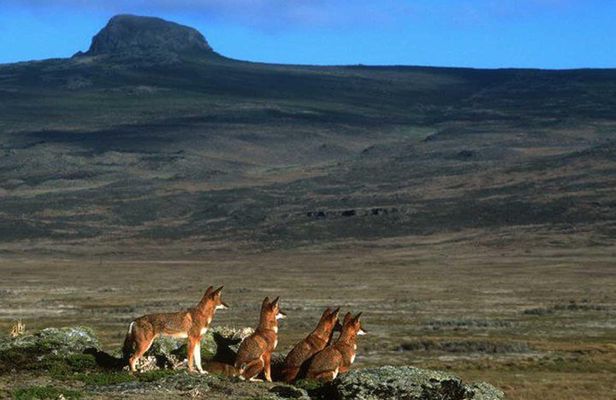 Trekking at Bale Mountains 3 Days