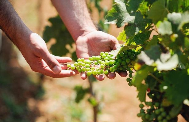 Wine Tasting in Albania – Dedicated Day Tour of Authentic Wines