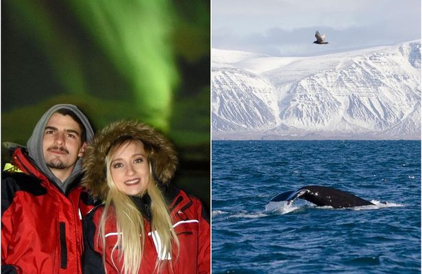 Winter Whale Watching & Northern Lights Cruise | Combo from Reykjavik
