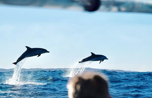 Cruise with Dolphins in Byron Bay