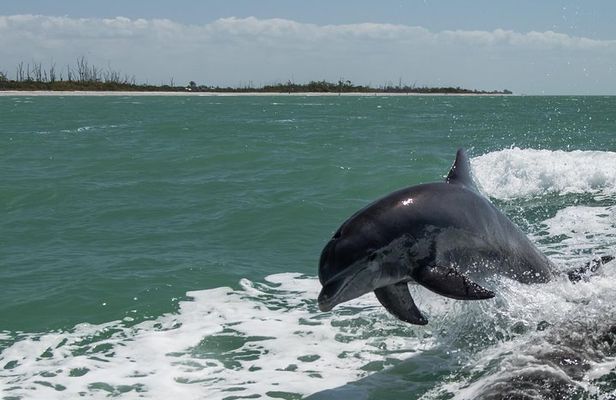 PRIVATE Eco Boat Trip out of Naples Bay, FL , island stop incl.