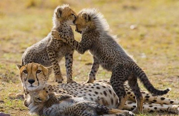 6 Day Maasai Mara, Lake Nakuru, Amboseli National Park