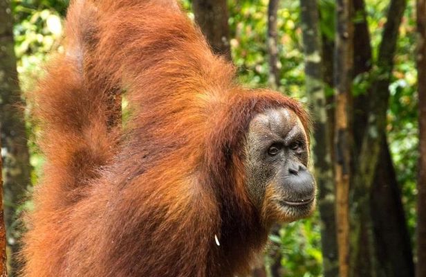 TOUR PACKAGE (Taxi, Room, Jungle Trekking) 3 Days in BUKIT LAWANG