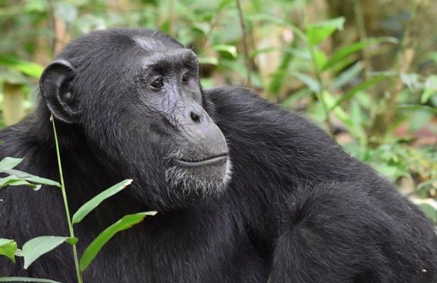 3 days Chimpanzee tracking Kibale Uganda