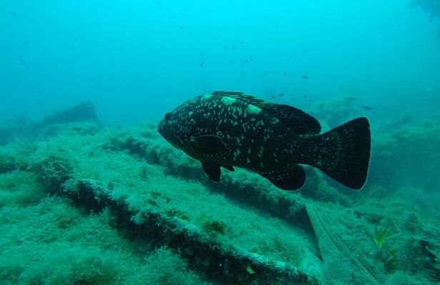 Octopus Rock Exploration - Certified Diver 