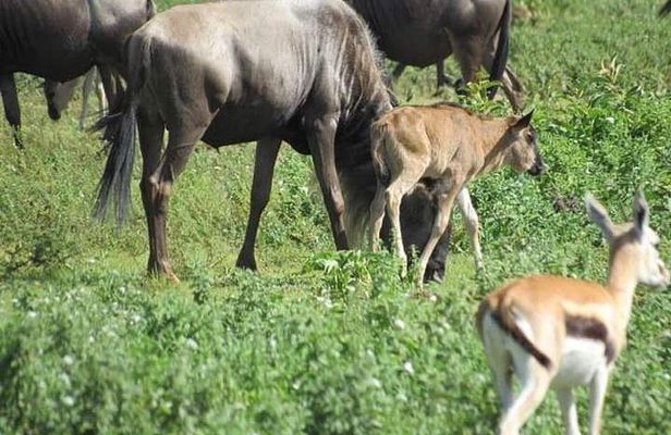 4 Days Mikumi National Park & Udzungwa From Dar es salaam / Zanzibar