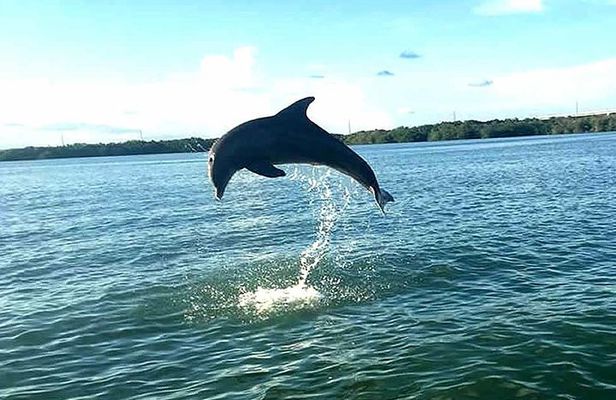 Key Largo Mangrove Private Eco-Tours