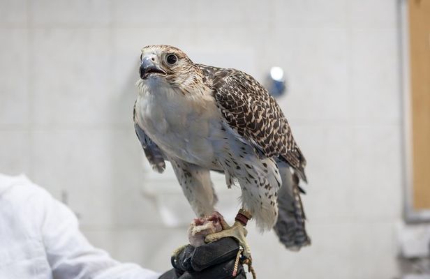 Falcon Hospital Tour with Hotel Pick up & Drop off 