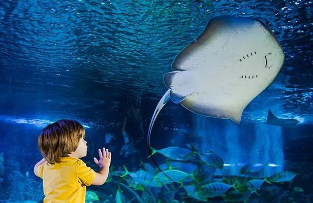 SEA LIFE Manchester Admission Ticket