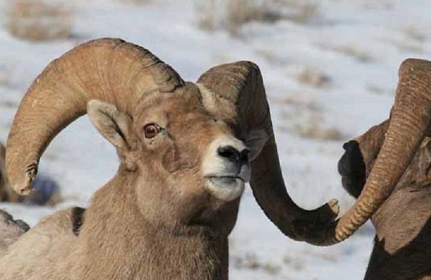 Jackson Hole & Grand Teton Park - Half-Day Wildlife Tour - Morning