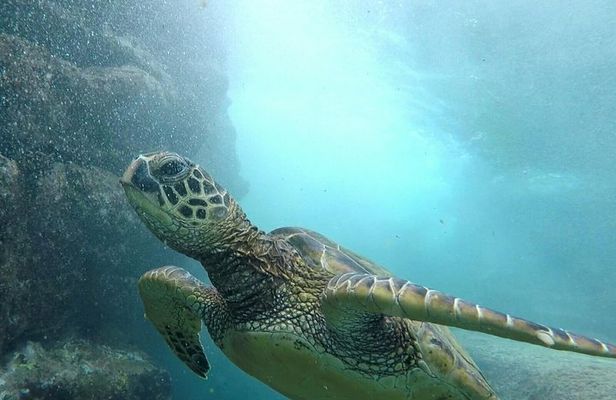 Ultimate Ocean Encounters Midday Snorkel