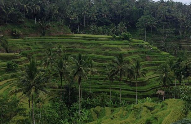 Favorite Sites of Ubud Daytrip