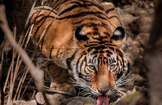 Gypsy Safari (Foriegn National)- Ranthambore National Park