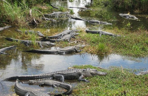 Private 4-hour Tour of Everglades from Miami Dade