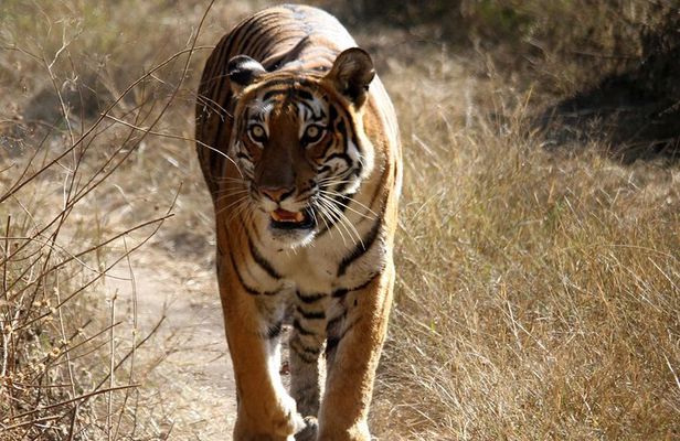 Khajuraho Erotica & Panna Exotica Wildlife