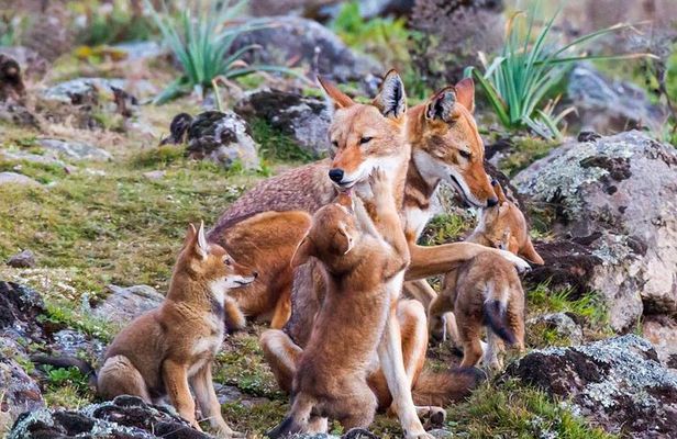 Bale Mountains National Park – 5 Day Tour