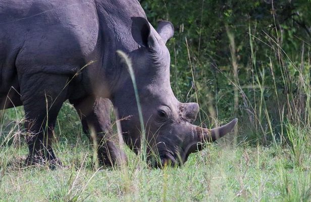 Day Tour Of Ziwa Rhino Sanctuary and Wildlife Ranch - ZIWA RHINO TREKKING