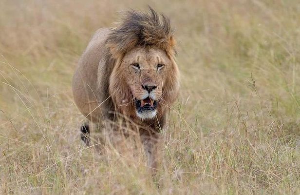 3-Day Serengeti NP & Ngorongoro Crater Safari