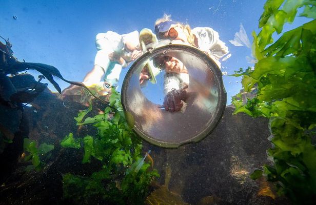 Cape Peninsula with a Marine Biologist