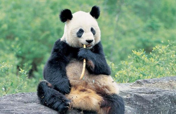Best of Chengdu: Panda Visit and Cooking Class Experience