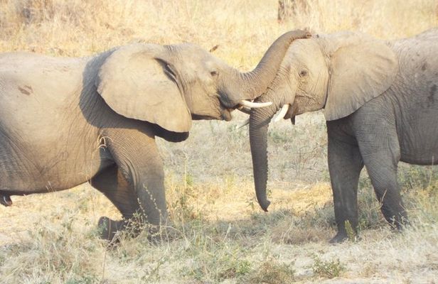 1 Night / 2 days at Mikumi National Park