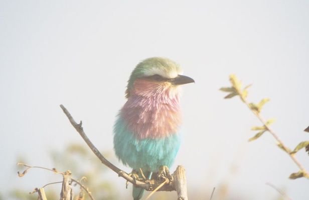 3 days safari to Mikumi National Park