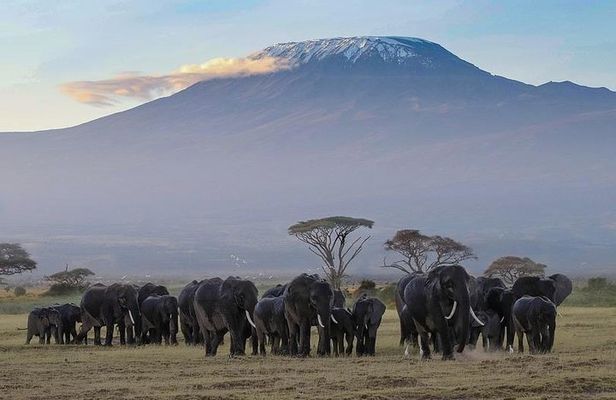 Day Tour To Amboseli National Park 