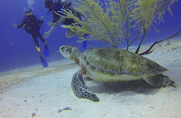 Certified 2-Tank Scuba Diving Tour from Montego Bay