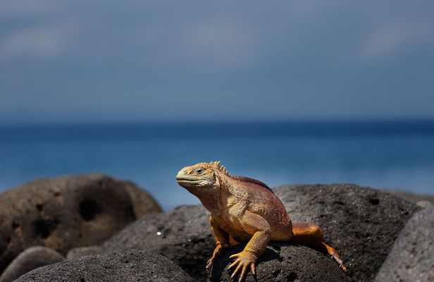 Active Galapagos Island tour 10 days