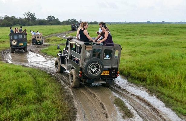 Minneriya/Kaudulla or Hurulu Eco Park Jeep Safari including Entrance Fee