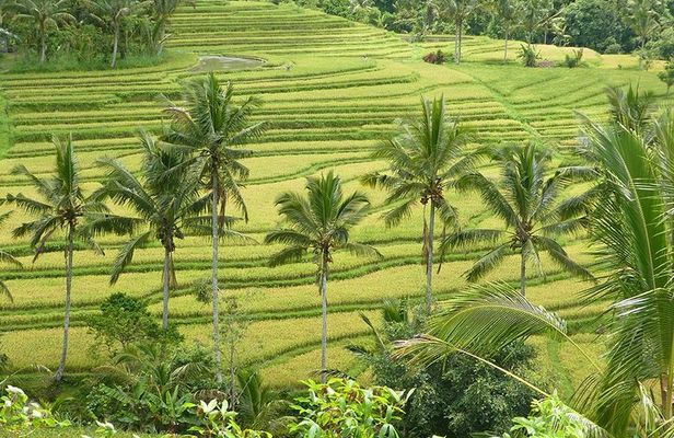 Private Full-Day Tour of West Bali with Hotel Pick Up